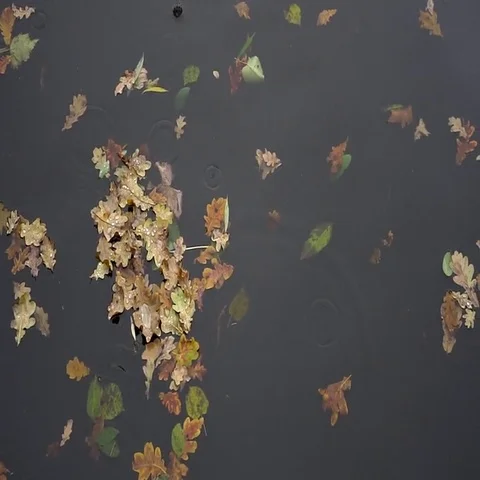 Yellow puddle leaves autumn floating in pool Stock Footage 69534399
