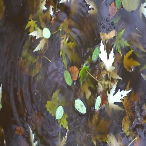 Yellow puddle leaves autumn floating in pool Видео 69534879