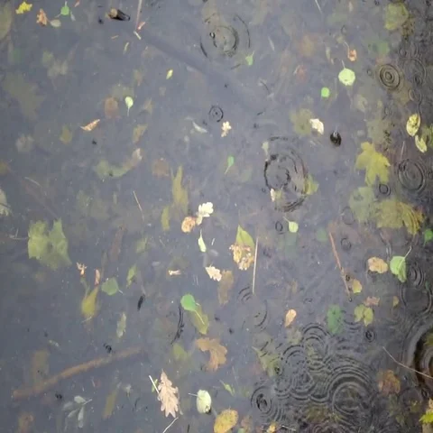 Yellow puddle leaves autumn floating in pool Stock Footage 69535658