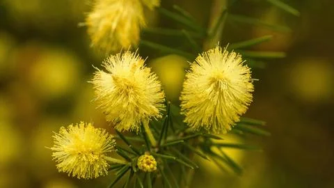 Yellow Puff Flowers Stock Photos