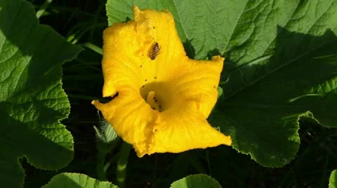 Yellow pumpkin bloom  bee colect gather nectar pollen garden Stock Footage 21764036