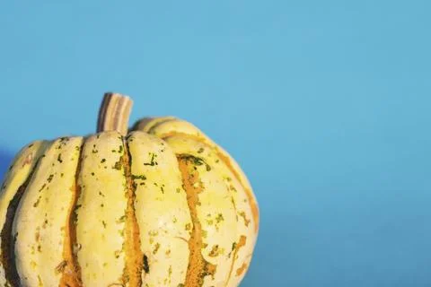 Yellow pumpkin on blue background Stock Photos