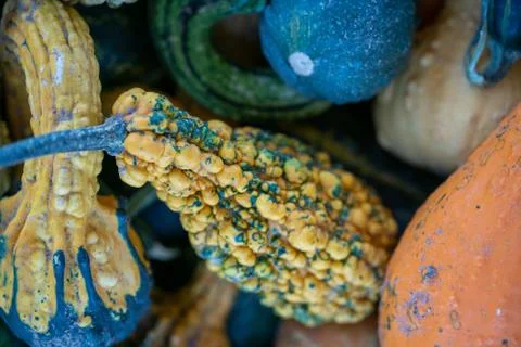 Yellow Pumpkin with bubbles on it Stock Photos
