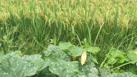 Yellow Pumpkin Flower Blooming Next To Ripe Golden Rice Field In Countryside Stock Footage 346547974