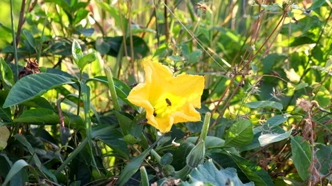 Yellow of pumpkin flower with green leaf garden Stock Footage 90237343