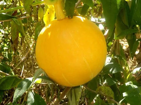 Yellow Pumpkin Stock Photos