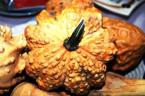 The Yellow Pumpkin Stock Photos