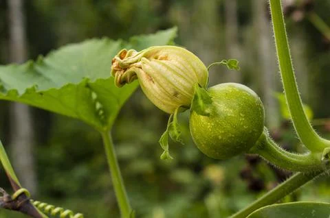 Yellow pumpkin started to grow from its flower in focus Stock Photos