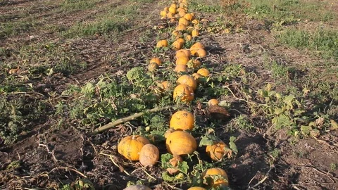 Yellow pumpkins are on the field. Video stock 97378952