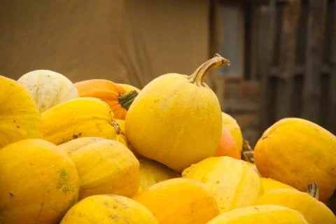 Yellow pumpkins Stock Photos