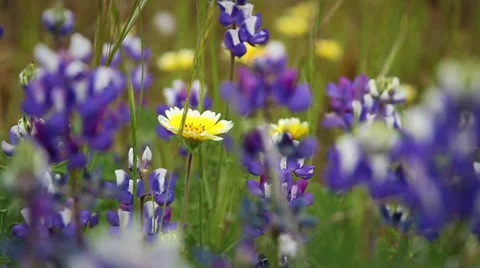 Yellow-Purple Flowers Stock Footage 25593284