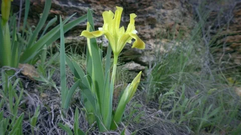 Yellow Pygmy iris or Dwarf iris. Vídeos de archivo 225436437