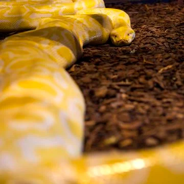 Yellow python background 写真素材