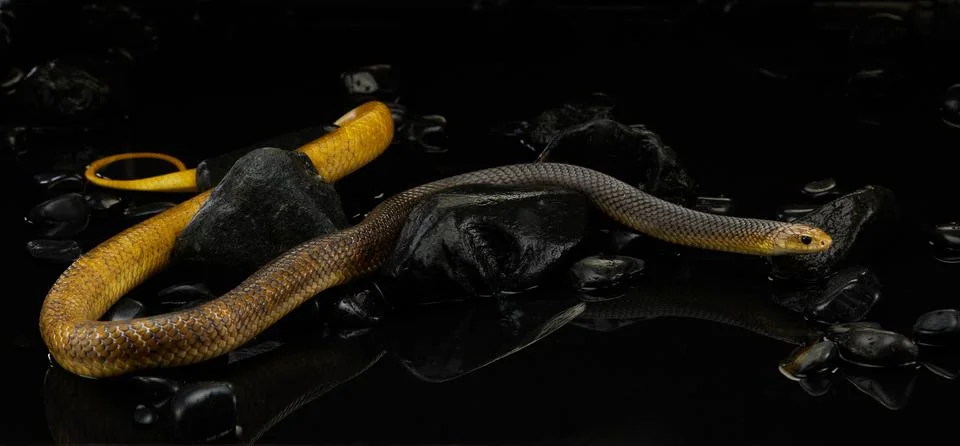 Yellow Python on Black Background 写真素材