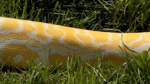 Yellow python close up of body slithering Vídeos de archivo 106037187
