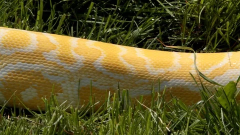 Yellow python close up of body slithering Vídeos de archivo 106540607