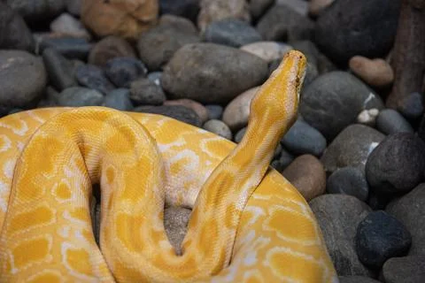 Yellow python close up Stock Photos