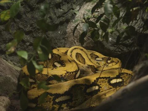 A yellow python coiled among leaves, China Stock Photos