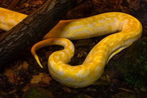 Yellow Python Coiled in Natural Habitat Stock Photos