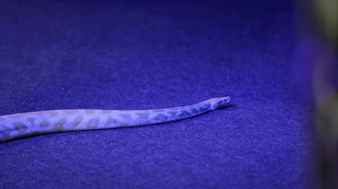 Yellow Python crawling on the carpet Stock Footage 61025635
