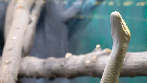 Yellow Python crawls around the enclosure 002 Stock-Footage 118150765