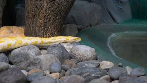 Yellow Python crawls around the enclosure 001 Video stock 118151263