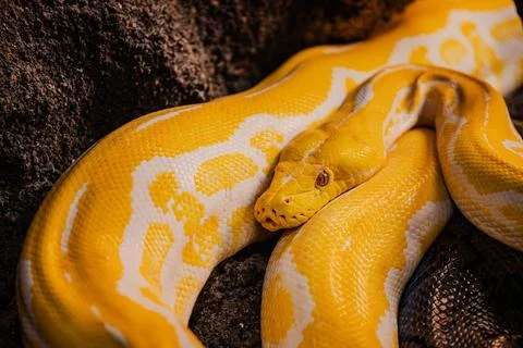 Yellow python in Croco Park in Agadir, Morocco. Wild animal. Dangerous rept.. Foto stock