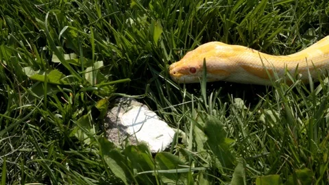 Yellow python head in the grass Video stock 106036273