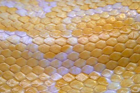 Yellow python leather, skin texture background. Photos