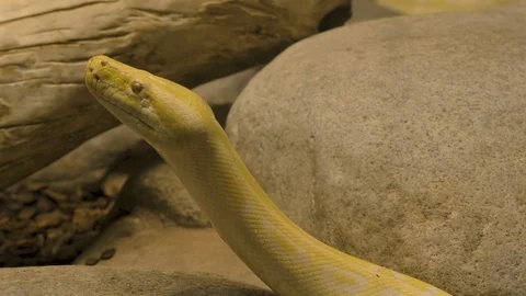 Yellow python looking up Video stock 105381573