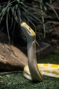 Yellow python Stock Photos