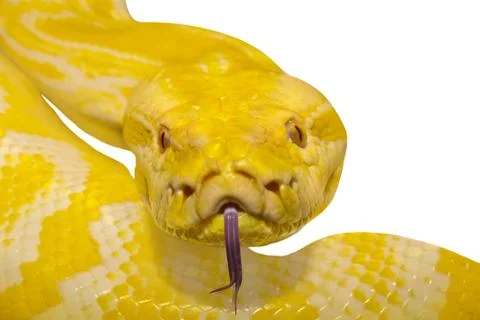 Yellow python Stock Photos