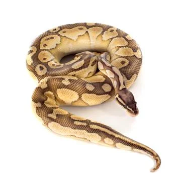 Yellow python regius Stock Photos