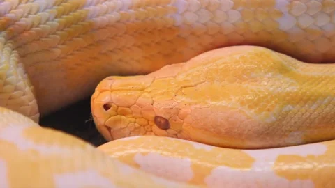 Yellow python resting in terrarium with other snakes Video stock 329011296