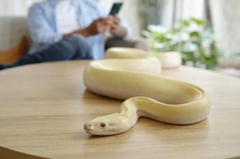 Yellow Python Resting on Wooden Table in Living Room Photos