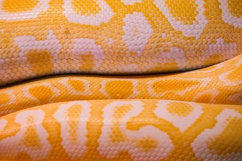 Yellow python scales in close view on a warm surface 스톡 사진