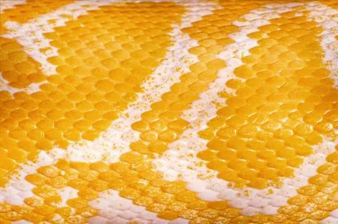 Yellow Python Skin 写真素材