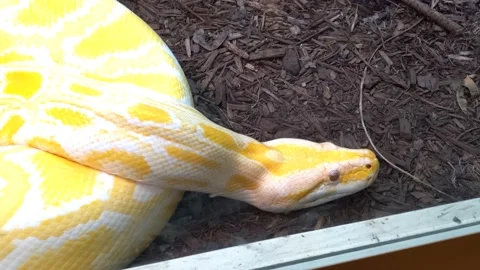 A Yellow Python Snake Inside of a Zoo Exhibit Stockbeeldmateriaal 136401699
