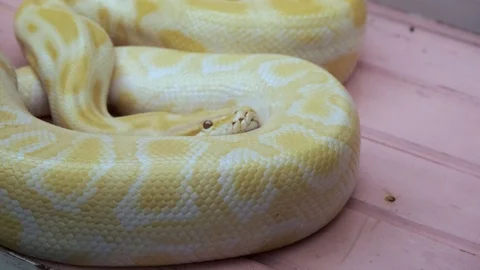 Yellow python snake. Yellow colored, patterned, dangerous creature. Stock Footage 110738736