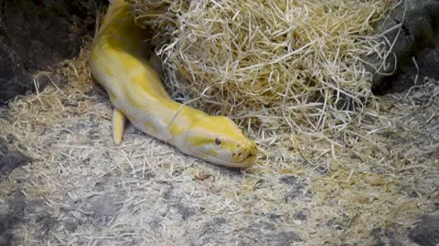 Yellow python snake. Yellow colored, patterned, dangerous creature Stock Footage 156038215