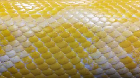 Yellow python snakeskin Stock Photos