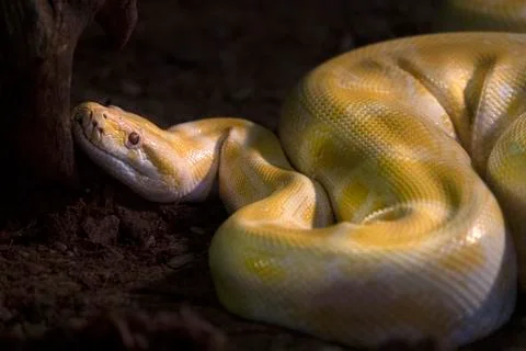 Yellow  python on a tree portrait Foto stock