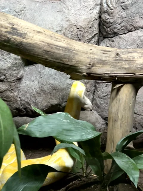 Yellow python trying to escape 스톡 동영상 277912917