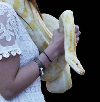 Yellow python a woman with a yellow python on his hands ,model released, S... Stock Photos