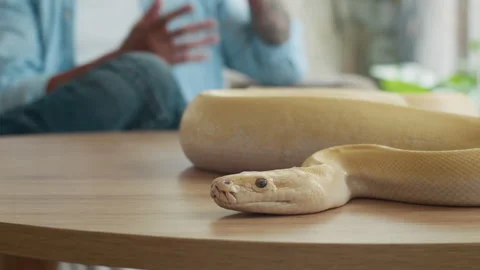 Yellow Python Wrapping on Table while Owner Having Phone Talk in Background Video stock 304541347