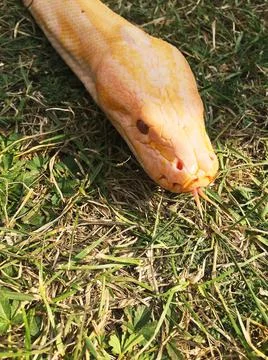 Yellow python writhing in the grass. Pattaya 스톡 사진