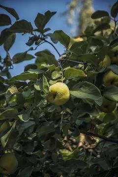 Yellow quinces on a tree Stock Photos