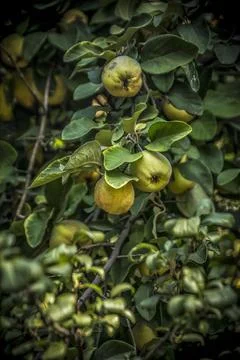 Yellow quinces on a tree Stock Photos