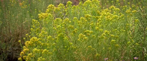 Yellow Rabbitbrush Desert Shrub Vídeo Stock 142758716