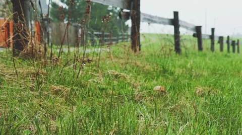 Yellow Rain Boots Walking on a Wet Grass under the Rain. SLOW MOTION 120 fps. Stock Footage 66757286